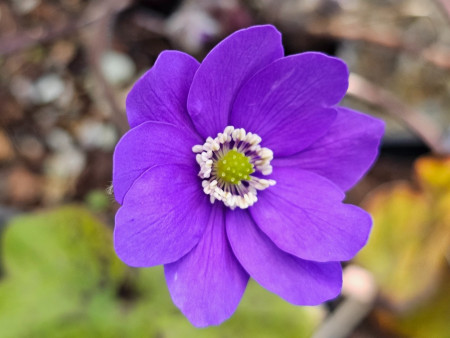Hepatica x schlyteri x transsilvanica